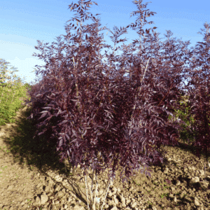 FRAXINUS angustifolia 'Raywood'