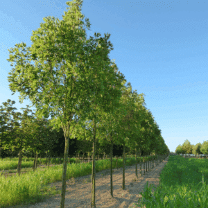 FRAXINUS excelsior 'Altena'