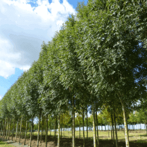 FRAXINUS excelsior 'Geessink'