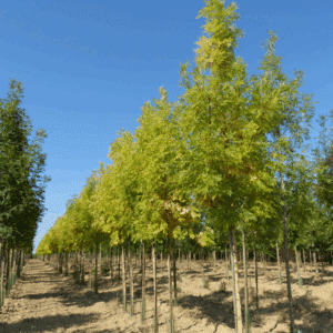 FRAXINUS excelsior 'Jaspidea'