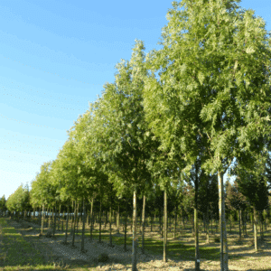 FRAXINUS excelsior 'Westhof's Glorie'