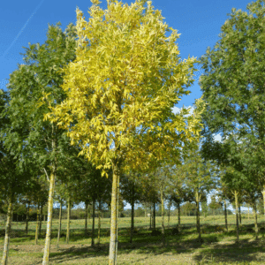 FRAXINUS holotricha 'Moraine'