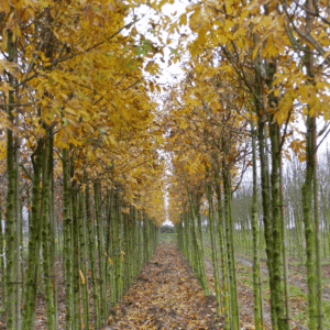 FRAXINUS ornus 'Arie Peters'