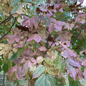 FRAXINUS ornus 'Louisa Lady'