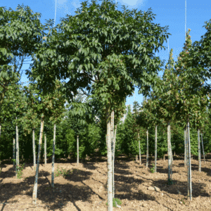 FRAXINUS ornus 'Mecsek'