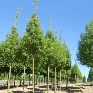 FRAXINUS ornus OBELISK 'Paus Johannes-Paulus II'