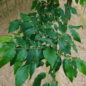 FRAXINUS pennsylvanica CIMMARON® 'Crimmzan'