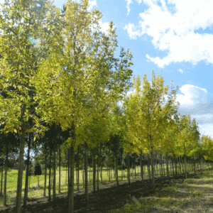FRAXINUS pennsylvanica 'Summit'