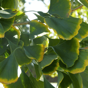 GINKGO biloba