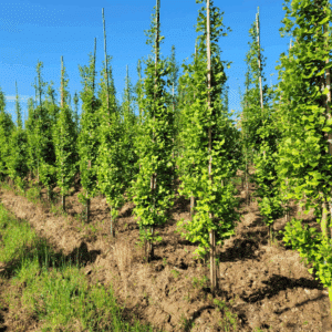 GINKGO biloba 'Autumn Gold'