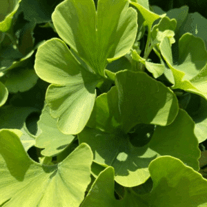 GINKGO biloba 'Mariken'