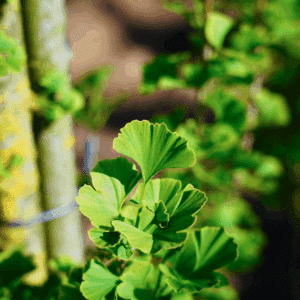 GINKGO biloba 'Menhir'