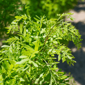 GLEDITSIA triacanthos 'Elegantissima'