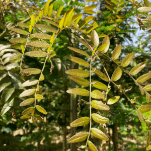 GLEDITSIA triacanthos 'Rubylace'
