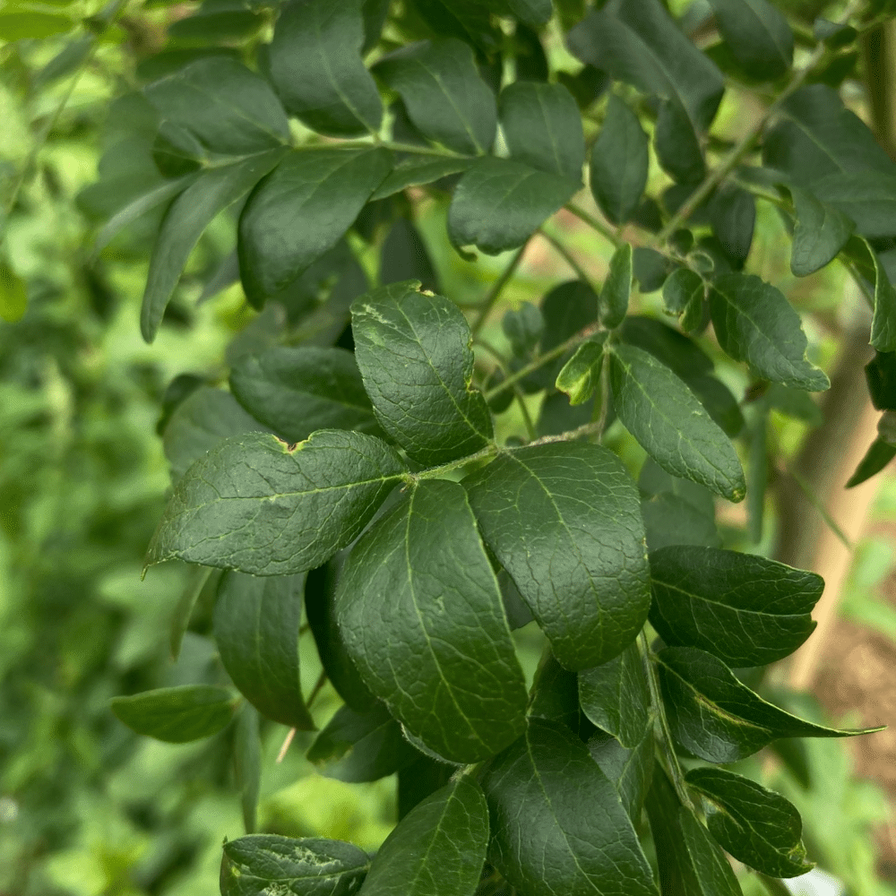 GLEDITSIA triacanthos STREET KEEPER – Image 4
