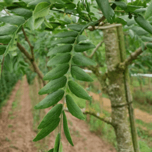 GLEDITSIA triacanthos STREET KEEPER