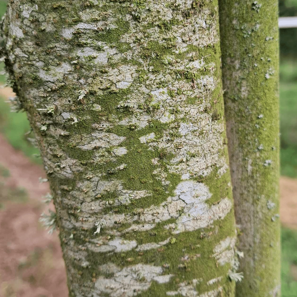 GLEDITSIA triacanthos STREET KEEPER – Image 3