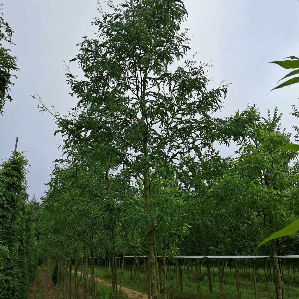 GLEDITSIA triacanthos STREET KEEPER – Image 2