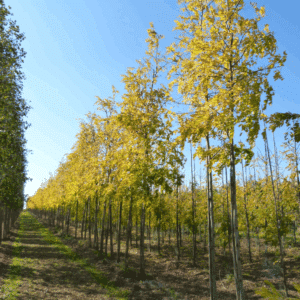 GLEDITSIA triacanthos 'Skyline'
