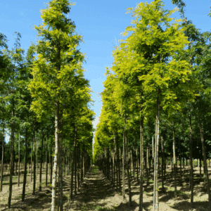 GLEDITSIA triacanthos 'Sunburst'