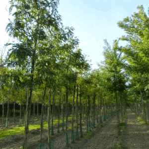 GLEDITSIA triacanthos 'f. inermis'