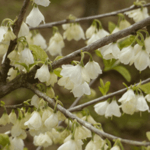 HALESIA carolina