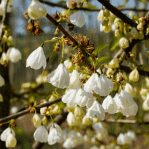 HALESIA 'monticola'