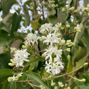 HEPTACODIUM miconioides