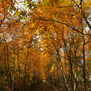 KOELREUTERIA paniculata