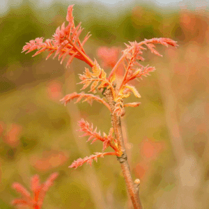 KOELREUTERIA paniculata 'Coral Sun®'