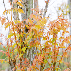 KOELREUTERIA paniculata 'Fastigiata'