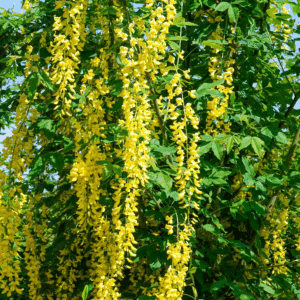 LABURNUM anagyroïdes