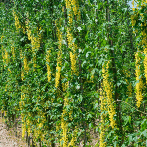 LABURNUM x watereri 'Vossii'