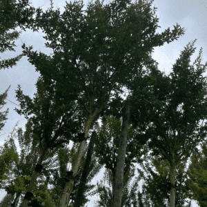 LAGERSTROEMIA indica 'Maïté Red'