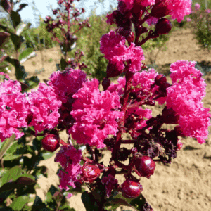 LAGERSTROEMIA indica