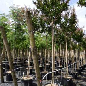 LAGERSTROEMIA indica BRAISE D'ETE® 'Indybra®'
