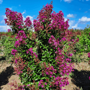 LAGERSTROEMIA indica FUSCHIA D'ETE® 'Indyfus®'