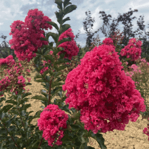 LAGERSTROEMIA indica GRAND CRU®