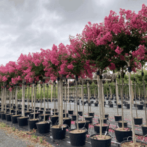 LAGERSTROEMIA indica JACQUELINE DESMARTIS®