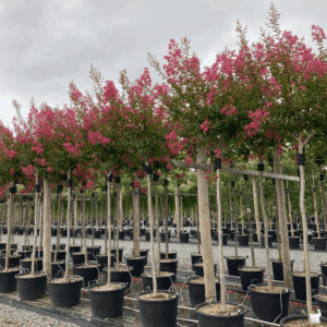 LAGERSTROEMIA indica LA MOUSSON® 'Desmou'