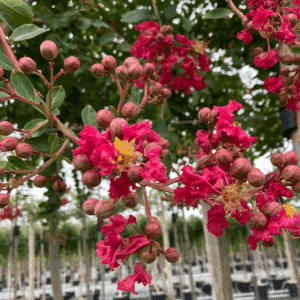 LAGERSTROEMIA indica MON PANACHE® 'Despan 061'