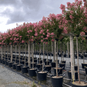 LAGERSTROEMIA indica MONBAZILLAC® 'Desmon'