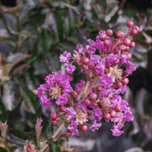 LAGERSTROEMIA indica VIOLET D'ÉTÉ® 'Indyvia'