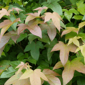 LIQUIDAMBAR acalycina