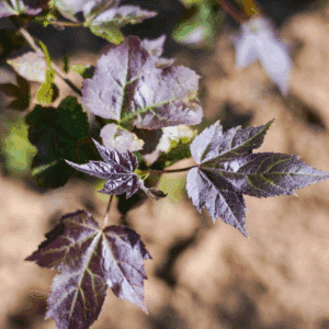 LIQUIDAMBAR formosana