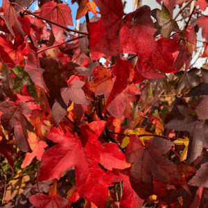 LIQUIDAMBAR styraciflua