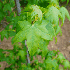LIQUIDAMBAR styraciflua 'Golden Sun®'