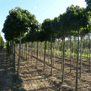 LIQUIDAMBAR styraciflua 'Gum Ball'