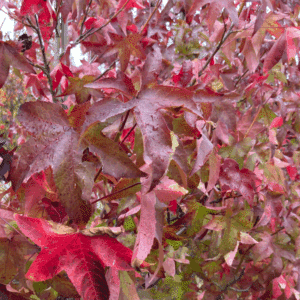 LIQUIDAMBAR styraciflua 'Lane Roberts'