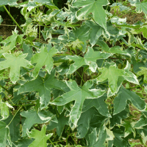 LIQUIDAMBAR styraciflua 'Manon'